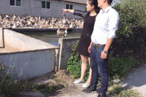 80后夫妻高先锋与鲁华芳:网上卖鹅肝 年入400万元