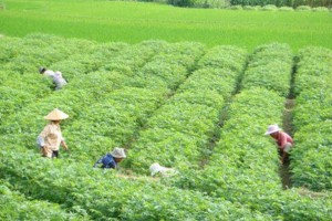 2016年 那些值得一试农村创业机会