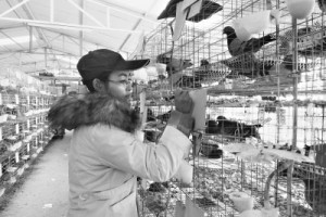 85后失聪大学生严漫:找不到工作养鸽子致富年售300万