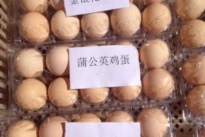 生态农业新项目:让鸡吃中草药 市场非常青睐下的生态蛋