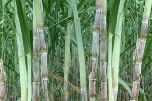 利用甘蔗创业致富的十几个项目思路