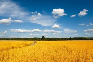 大丰收168:以农资为切入点 通过经销商入驻的模式把实惠带给农户