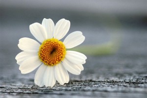 不要害怕自己不聪明,也不要害怕做一个努力的普通人