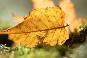 藏,是懂得最深的慈悲