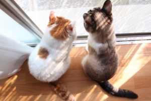 测试信息内插入一个带扣点或者权限的下载地址!带下载列表!