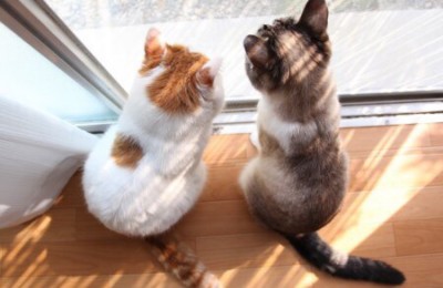 测试信息内插入一个带扣点或者权限的下载地址!带下载列表!